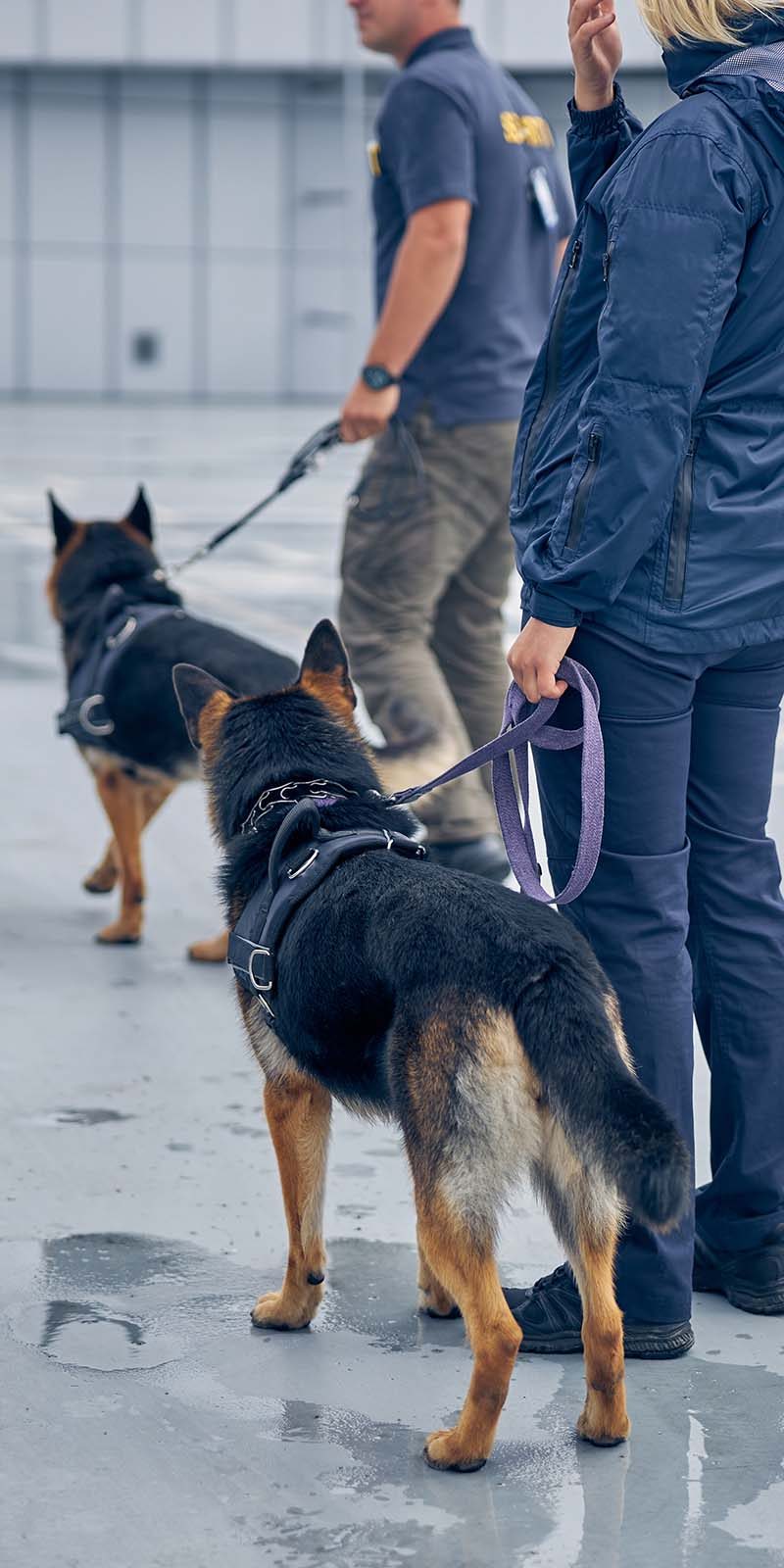 security workers with dogs guarding airport territs 32scnms.jpg